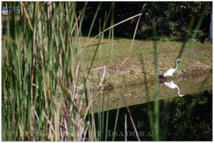 Egret on Lake bank.web