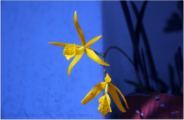 Yellow Orchid.web