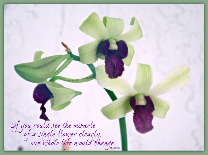 Flower Green Orchid - saying.web