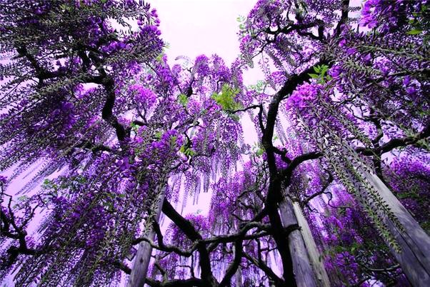 Flowers - Waterfall of Purple.web